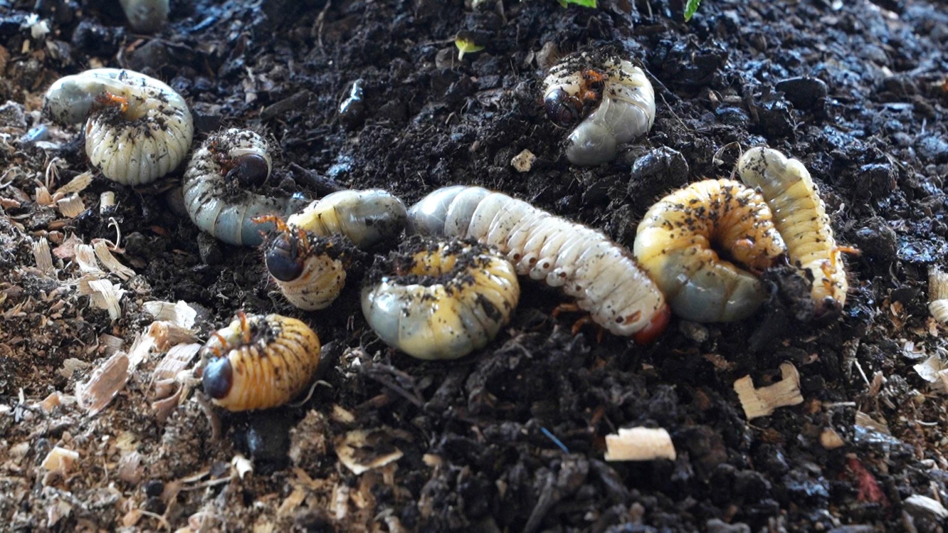 Dozens of beetle larvae are placed on top of mounds of trash. Within four months the larvae consume the trash and leave behind a pile of their nutrient-rich poop.