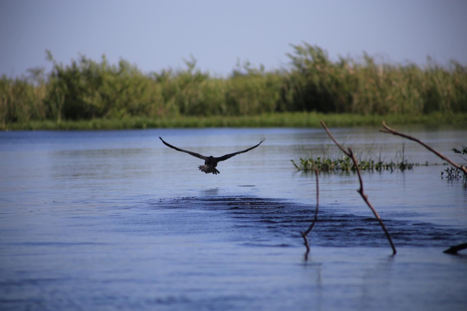 A bird flying over the Iberá wetlands in northern Argentina before wildfires devastated the area