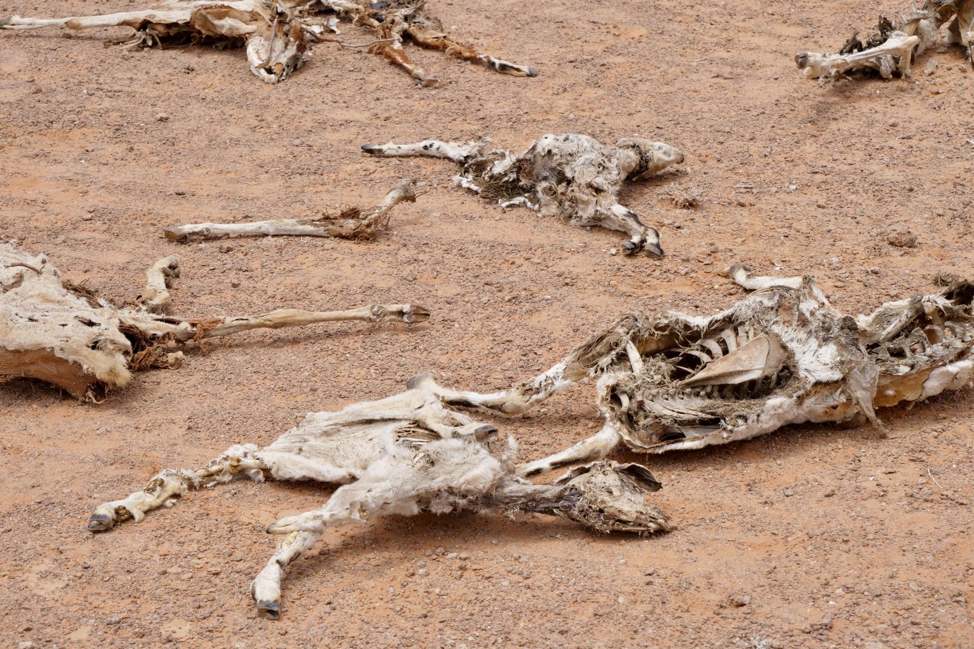 Dead livestock litter the ground in Kureyson village in Galkayo, Somalia