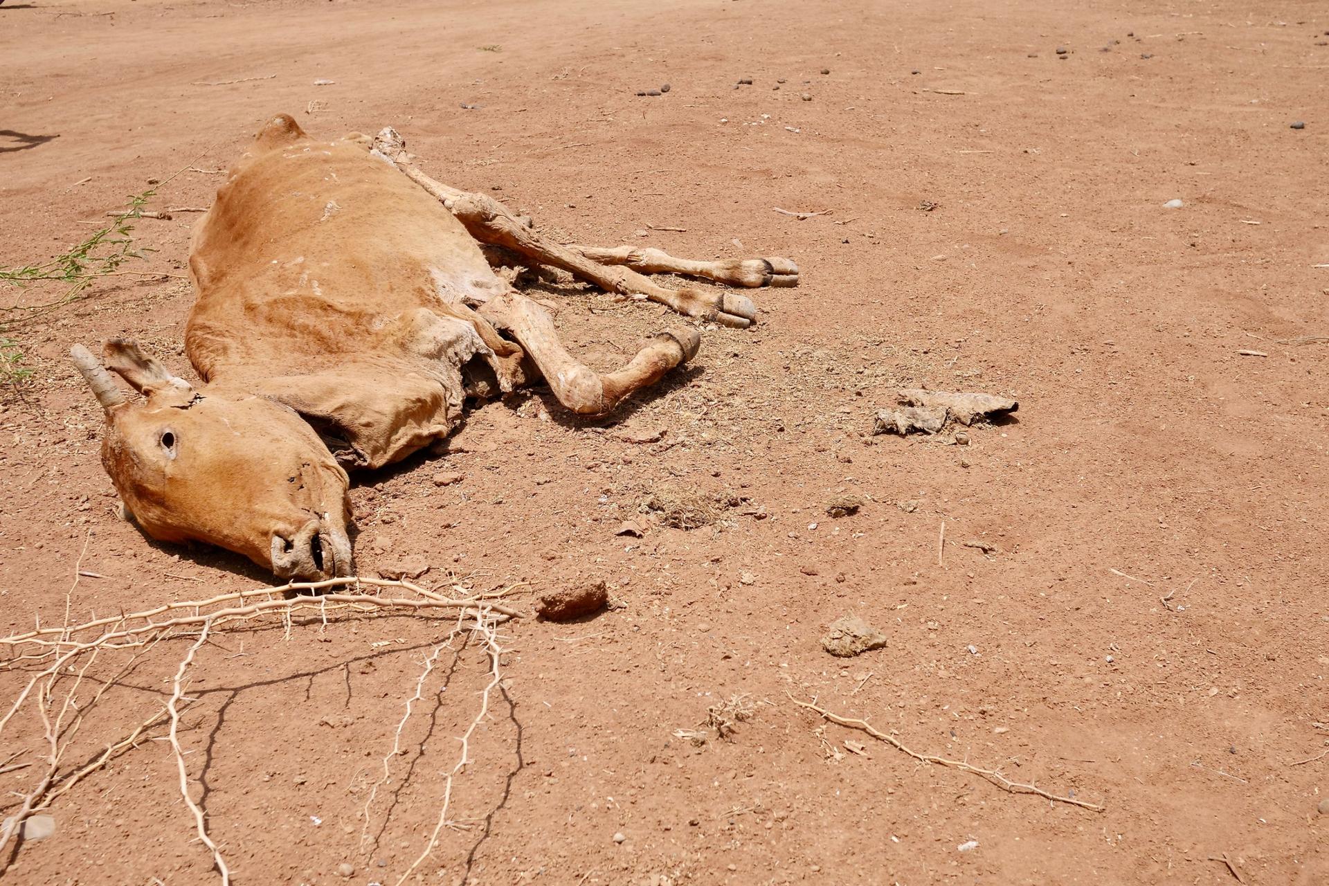 Carcasses of dead livestock lie outside a camp for internally displaced people in Luuq, Somalia, March 21, 2022. 