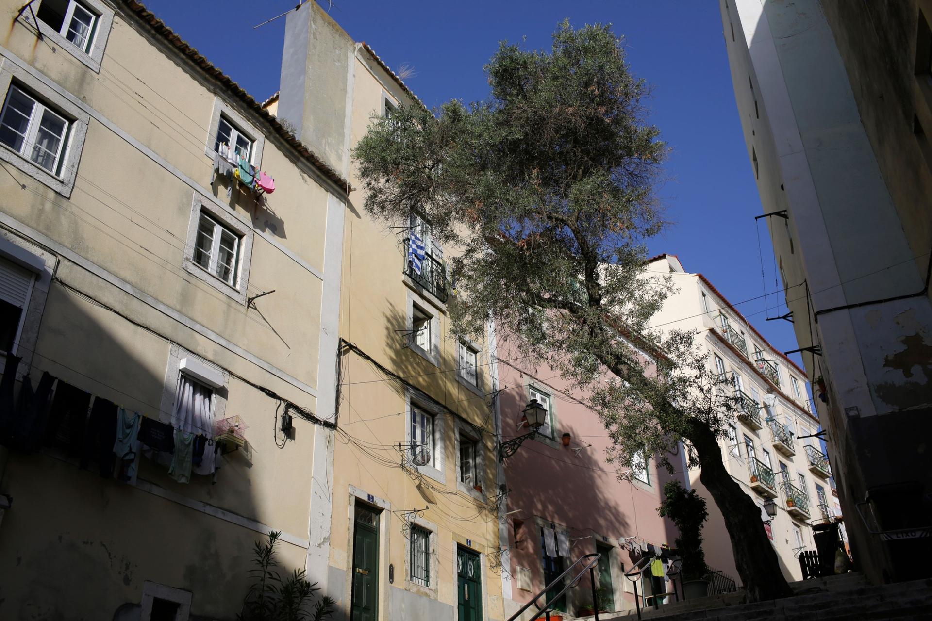 A tree rises between buildings in Lisbon's Alfama old neighborhood, Tuesday, Nov. 17, 2020. 