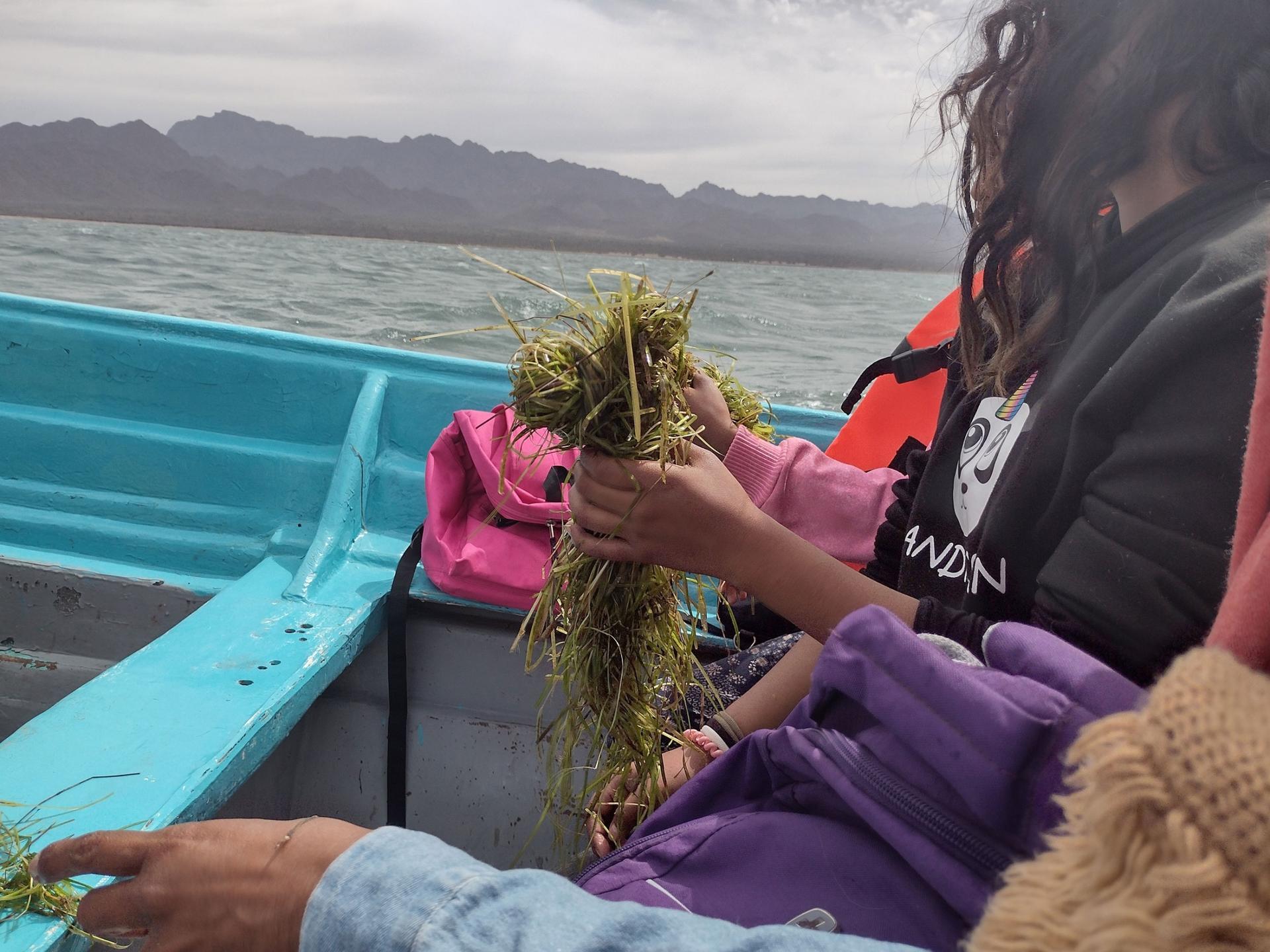 First, collectors gather tangled clumps of seagrass floating on the water's surface. They dry the eelgrass seeds. And then there’s toasting and milling. 