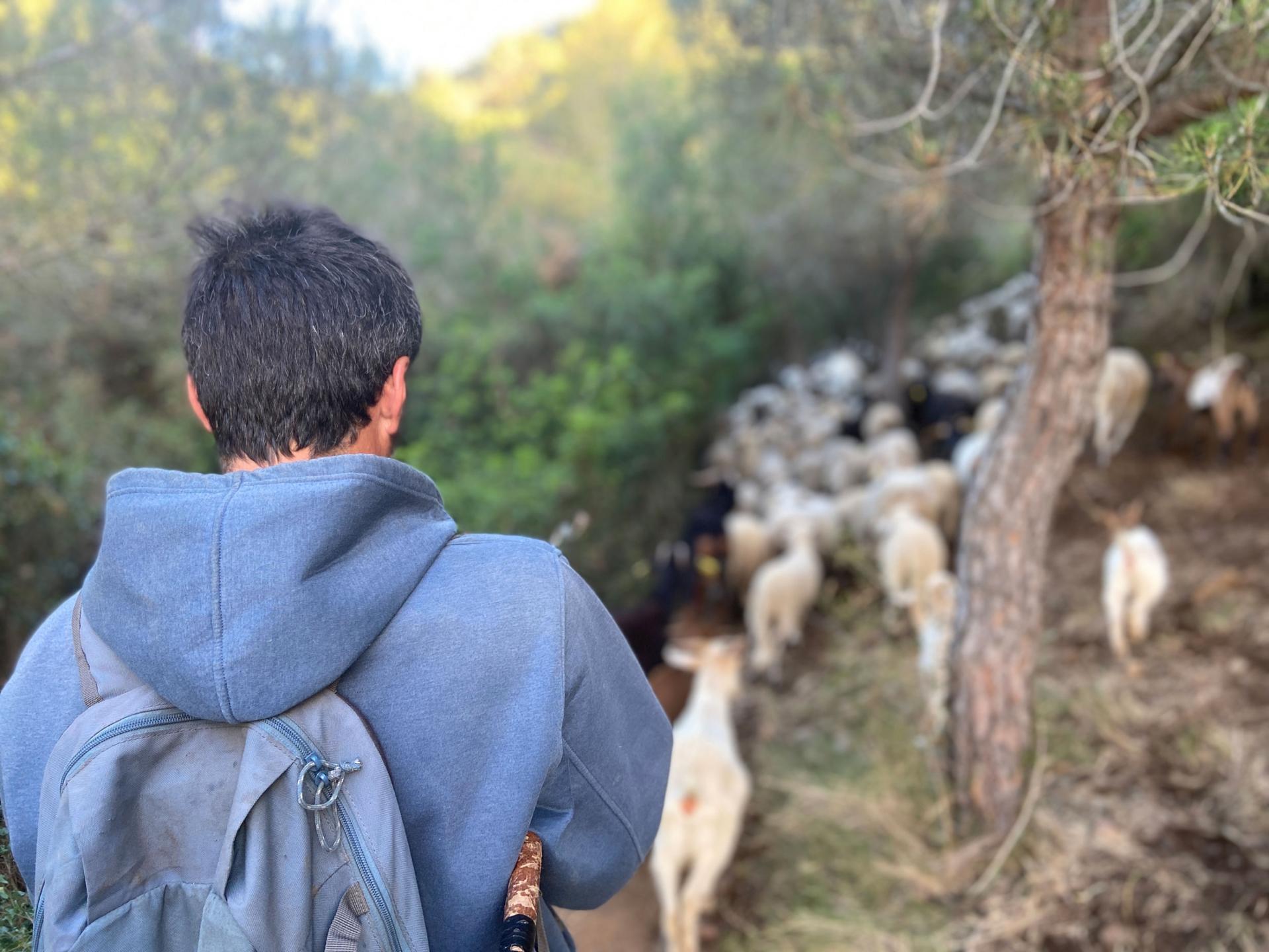 Barcelona shepherd Dani Sanchez, 35, follows his flock through a park just above the city. His "fire flock" eats the underbrush that can fuel forest fires.