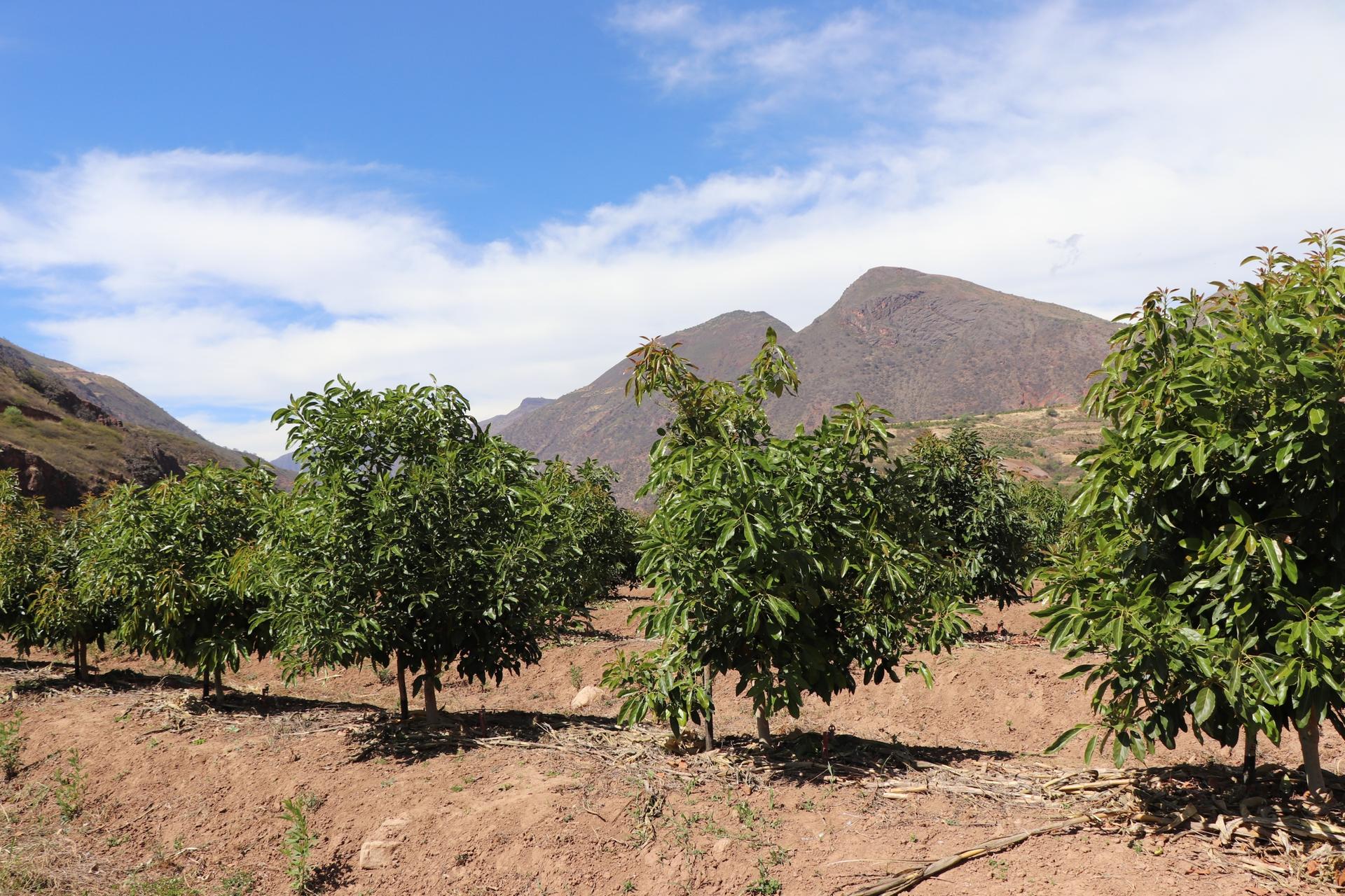 a view of avocado trees