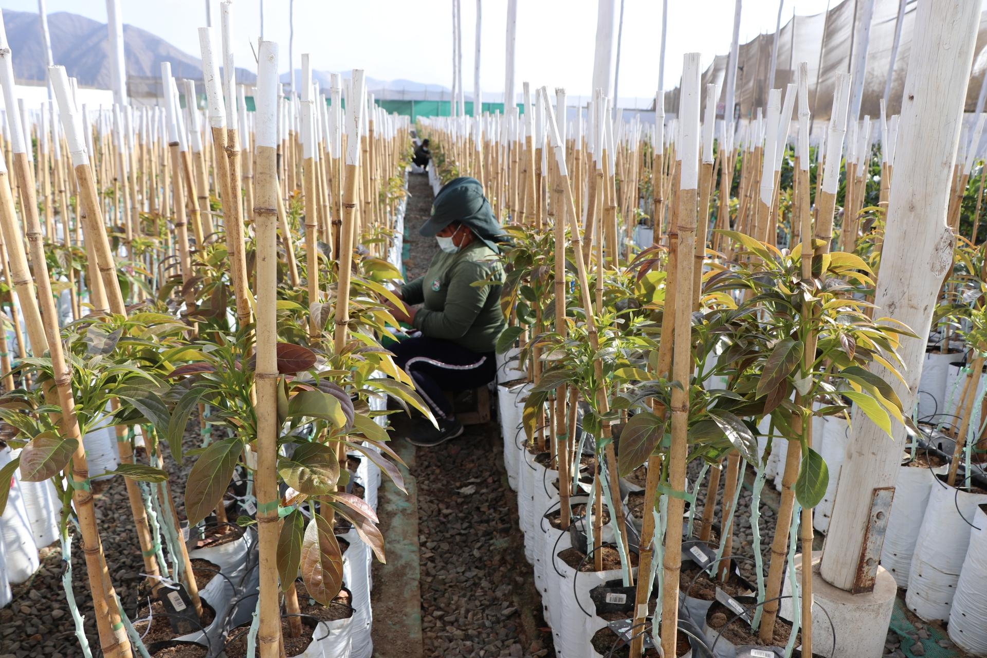 employees at a nursery working 