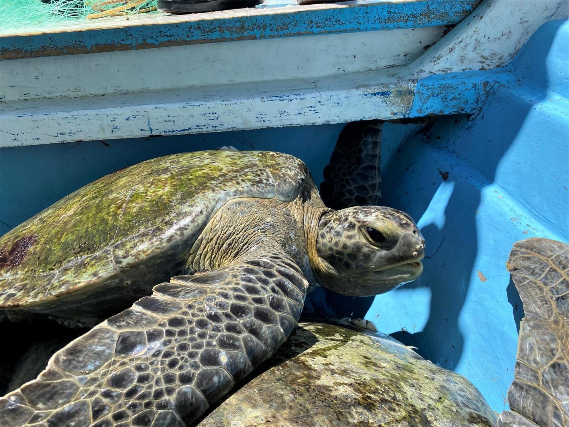 The sea turtles jostled in the bottom of the boat as volunteers brought them back to the shore.