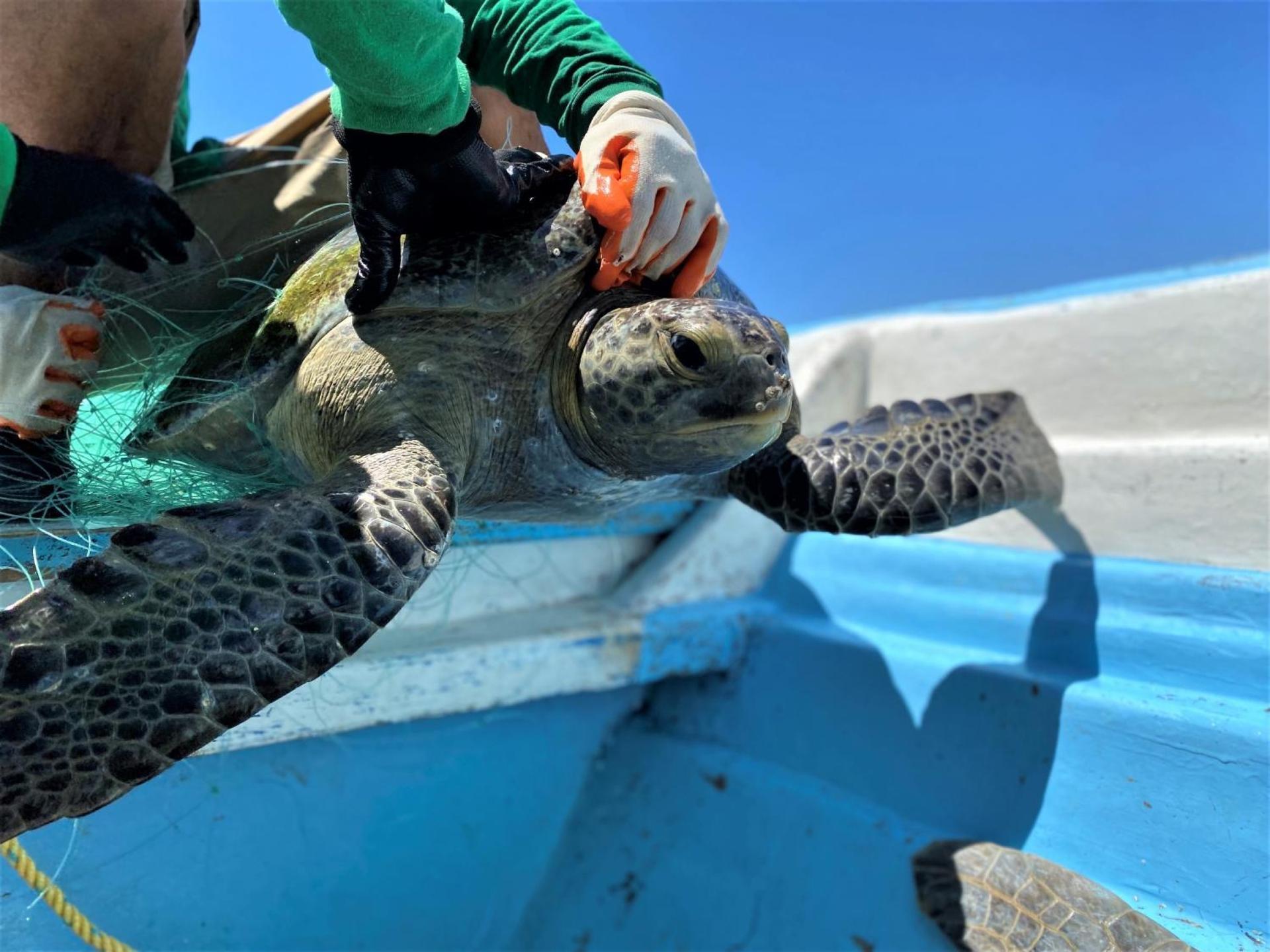 A sea turtle waits as volunteers remove it from the net they set to catch and monitor the species.