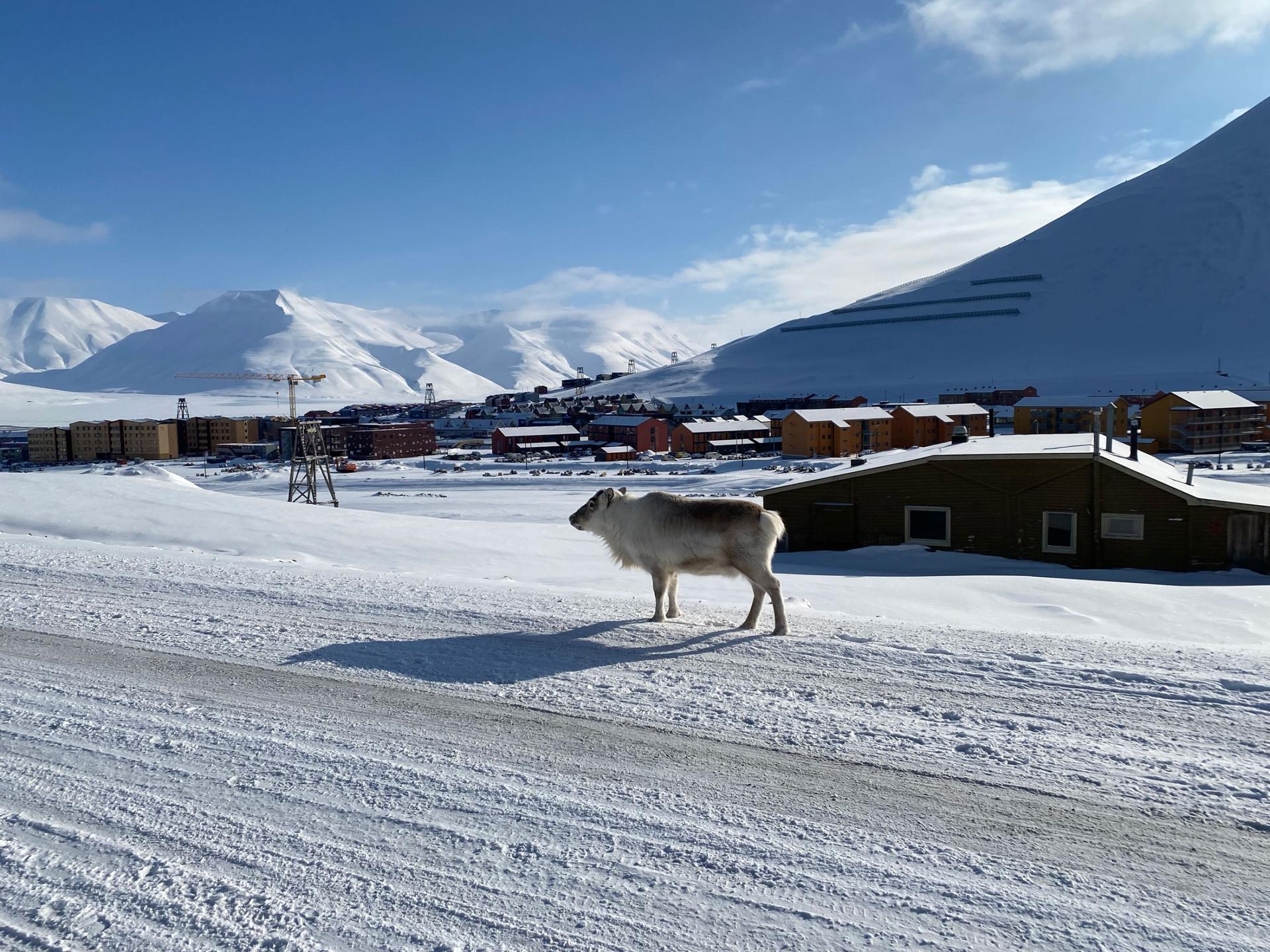 The Svalbard reindeer is a subspecies that’s a little smaller than its counterparts in other areas of the world. 