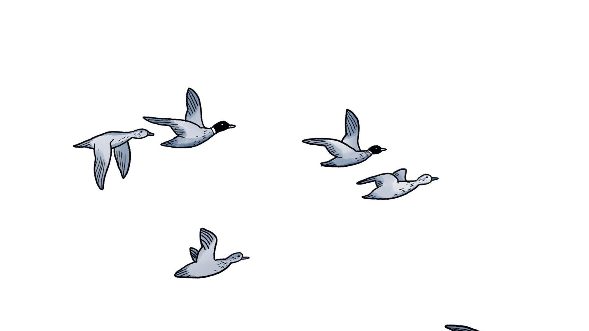 Graphic depiction of ducks flying through a white sky. 