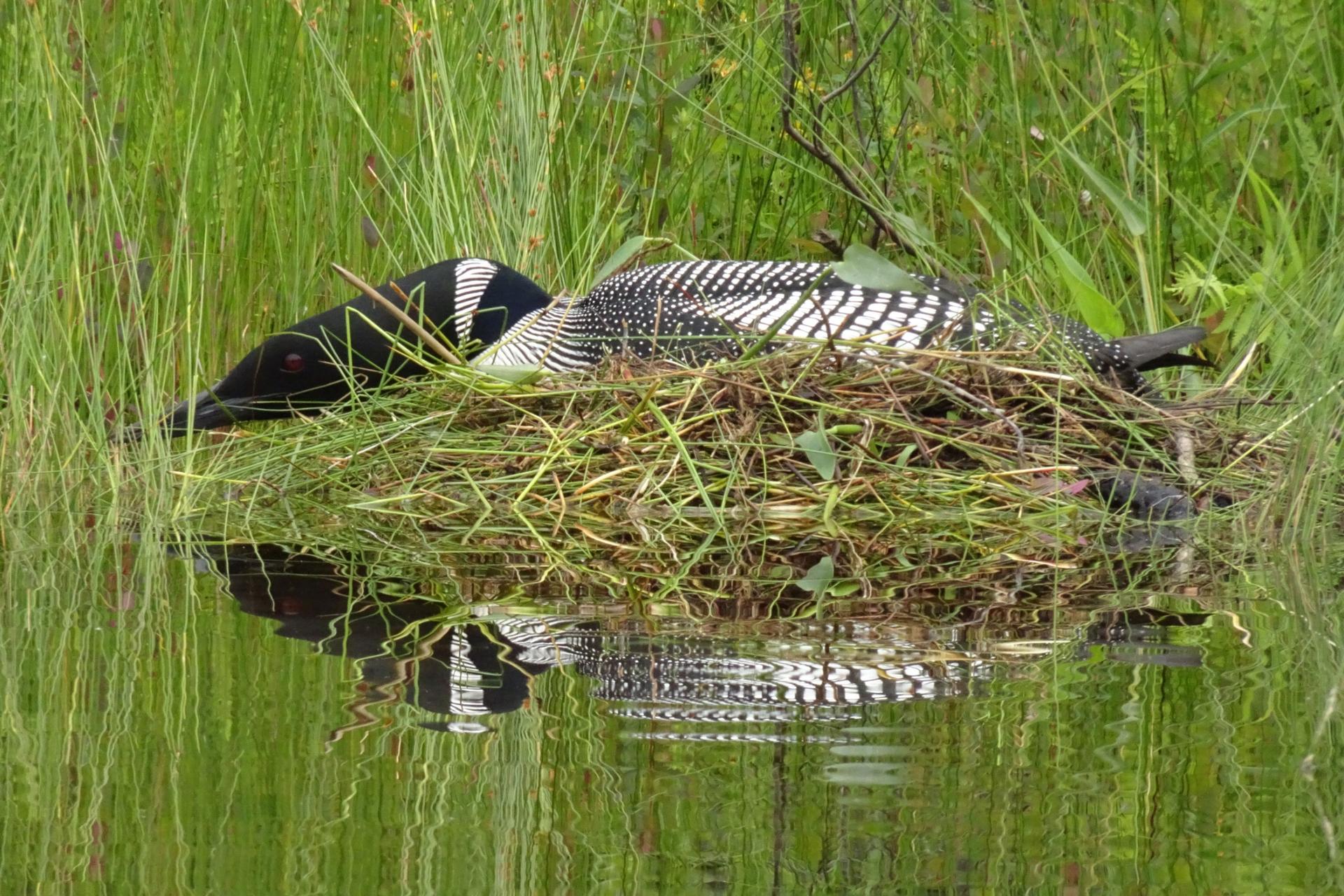 Noreen Dertinger captured an image of this loon on its nest in 2021, on Lake Kennebec in Ontario.