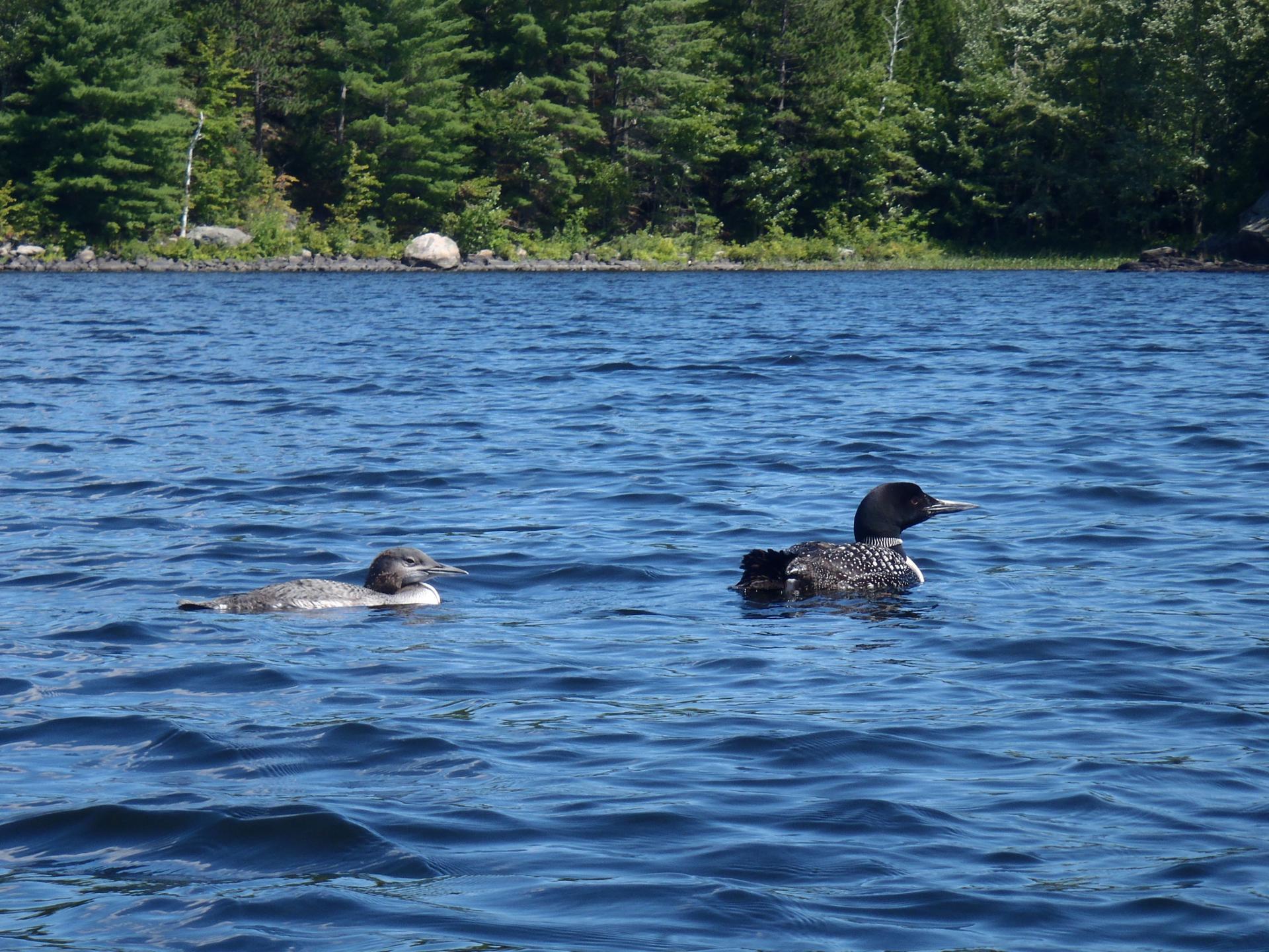 Noreen Dertinger was delighted to spot a loon chick on her lake in 2010, after eight years without seeing a single one.