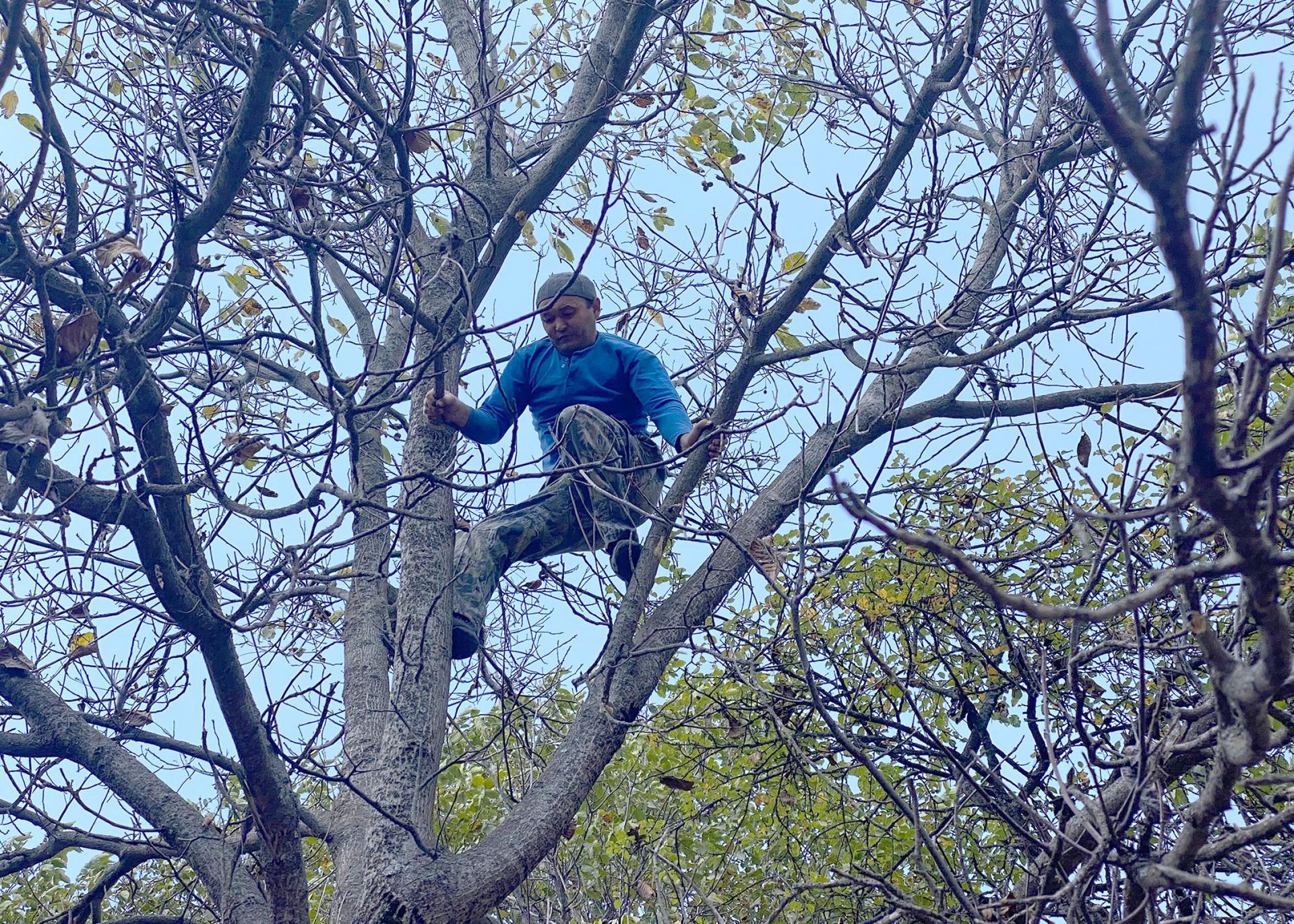 Bakhadir Fazilov, 44, climbs a walnut tree and shakes the nuts off the branches.