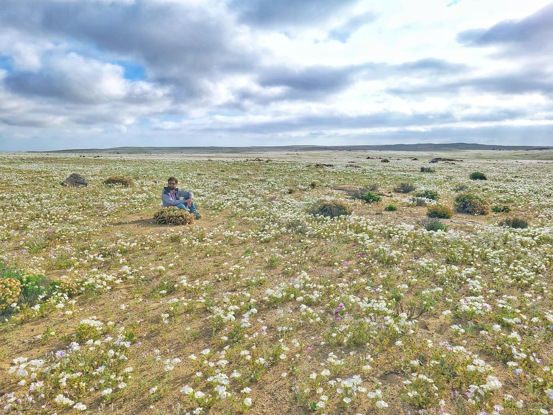 A tourist poses in a field of flowers in the Atacama Desert in northern Chile.