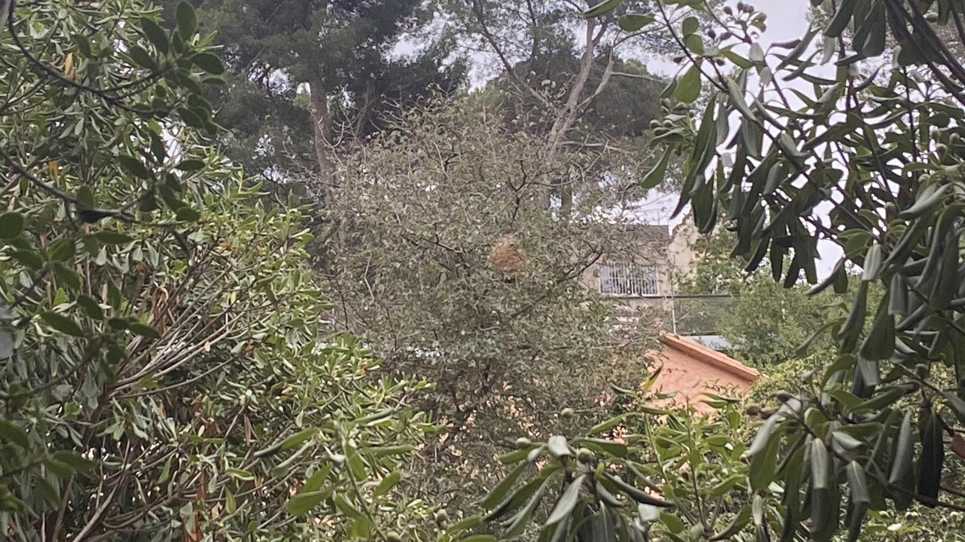 A Velutina hornets’ nest in a tree just behind this reporter’s house, on the outskirts of Barcelona. Exterminators destroyed this one, but local police say the park is replete with Velutina nests and that people will just have to learn to live with them. 