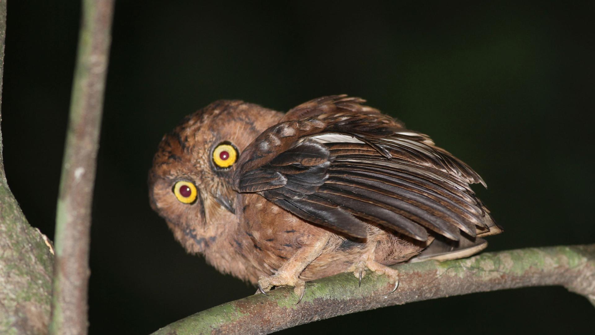 While the Príncipe scops-owl looks similar to other owls in the region, it has a unique call and genetic make up.