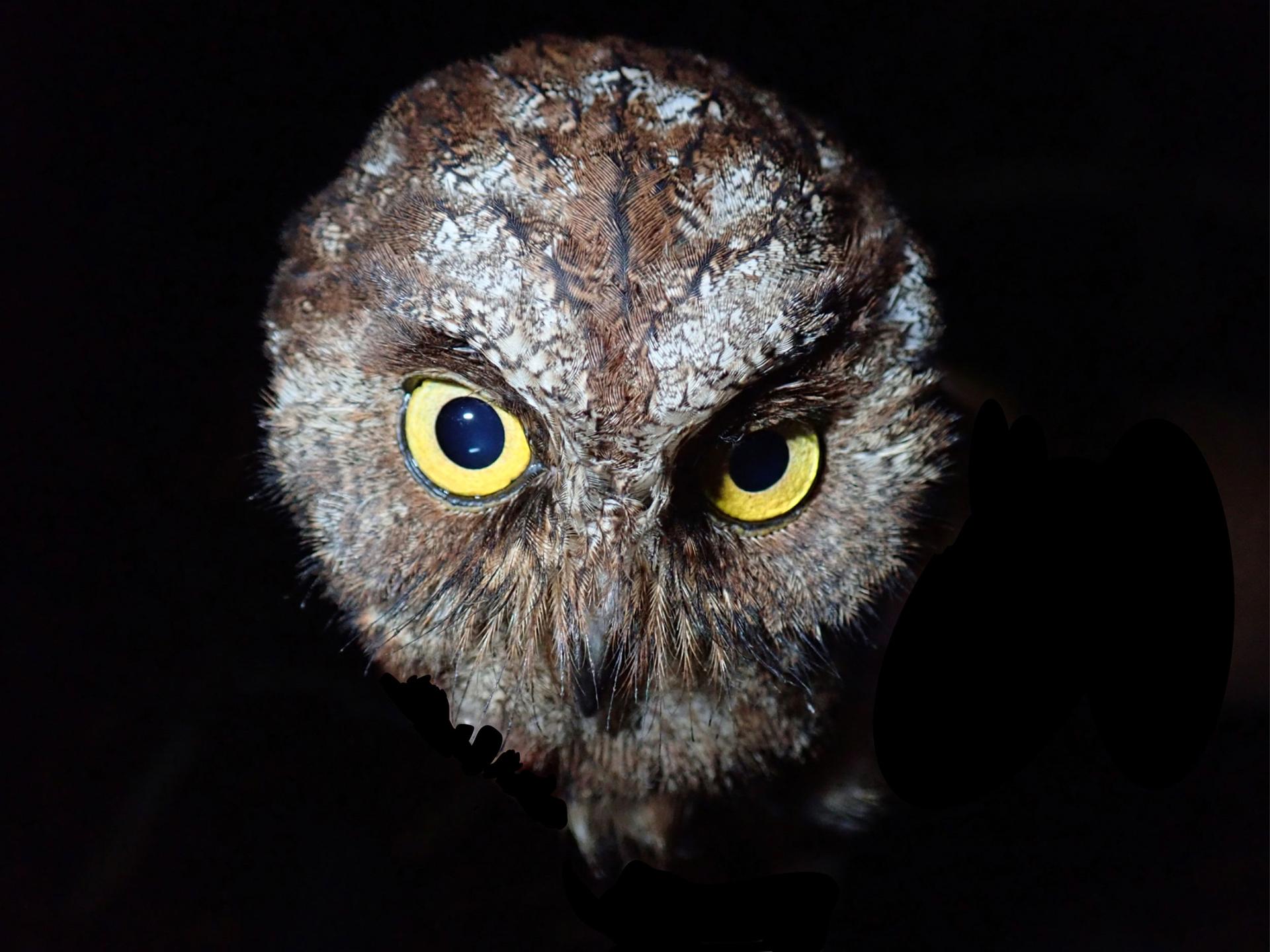 The Príncipe scops-owl is active at night. Its brown plumage helps it hide from predators while it sleeps in the trees during the day.