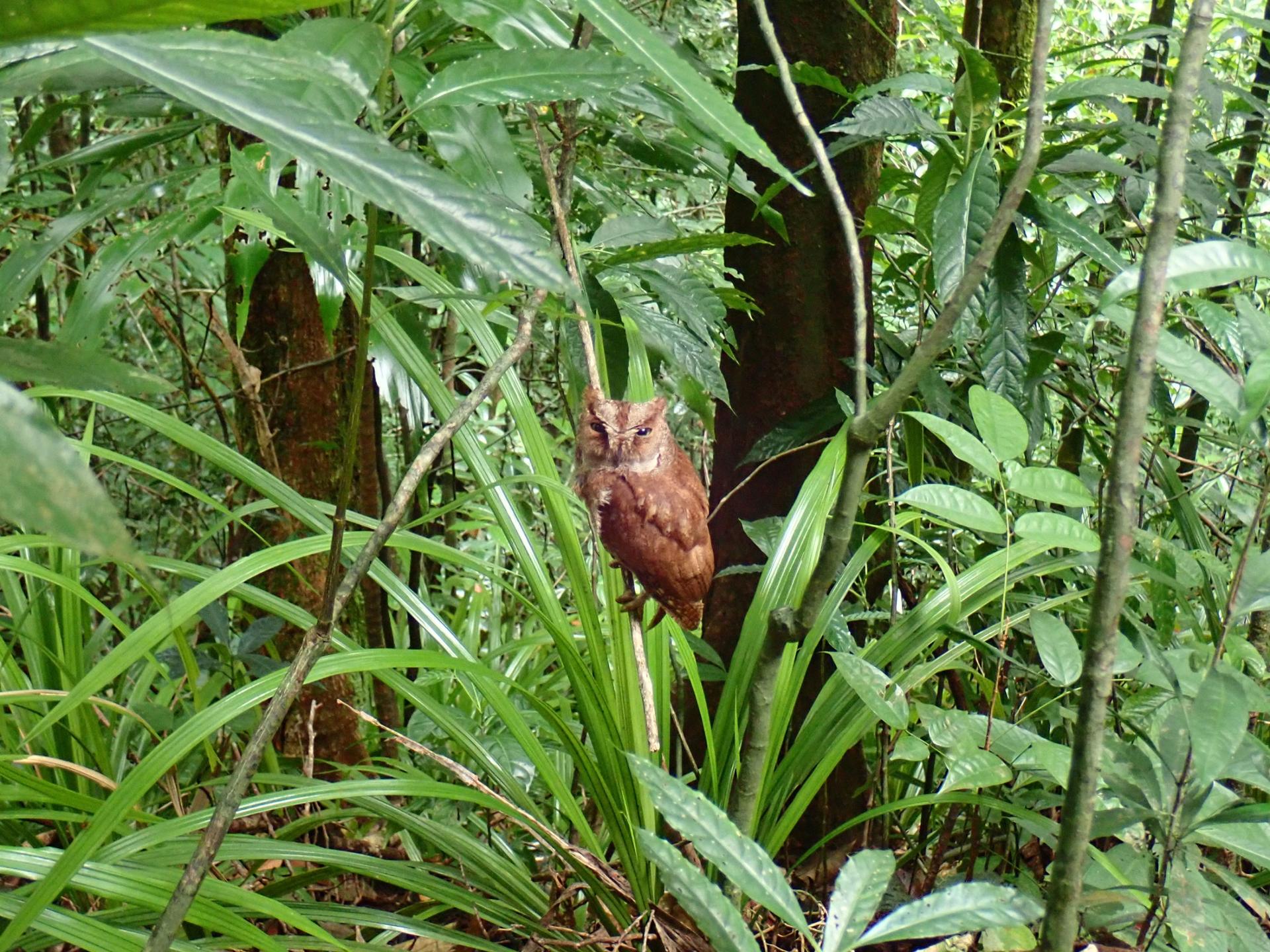 The Príncipe scops-owl was heard by locals, but eluded scientists for decades. It's now been described officially as its own unique species.