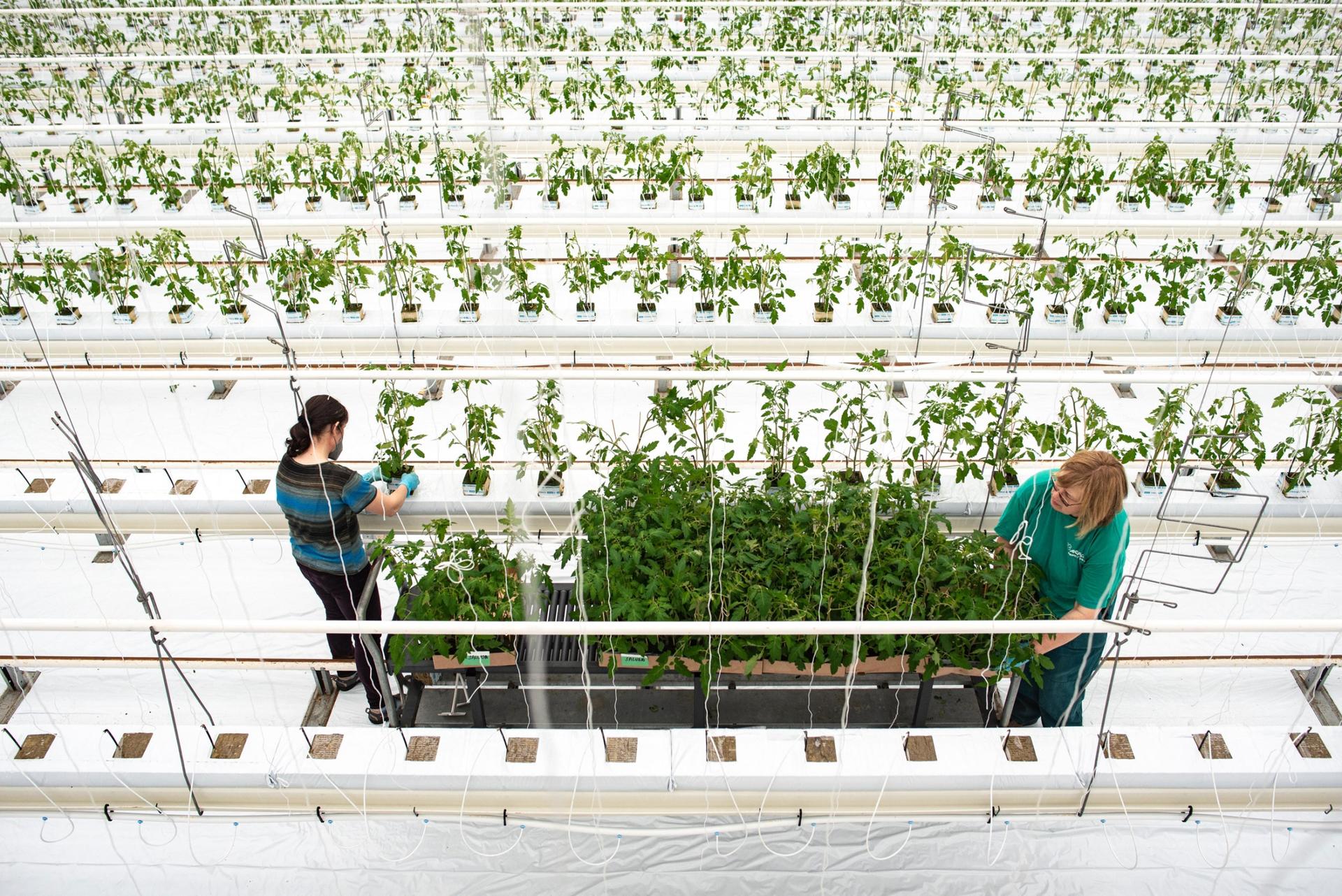 Hydroponic vegetables grow in long troughs year round inside greenhouses at Ráječek Farm in the Czech Republic. 