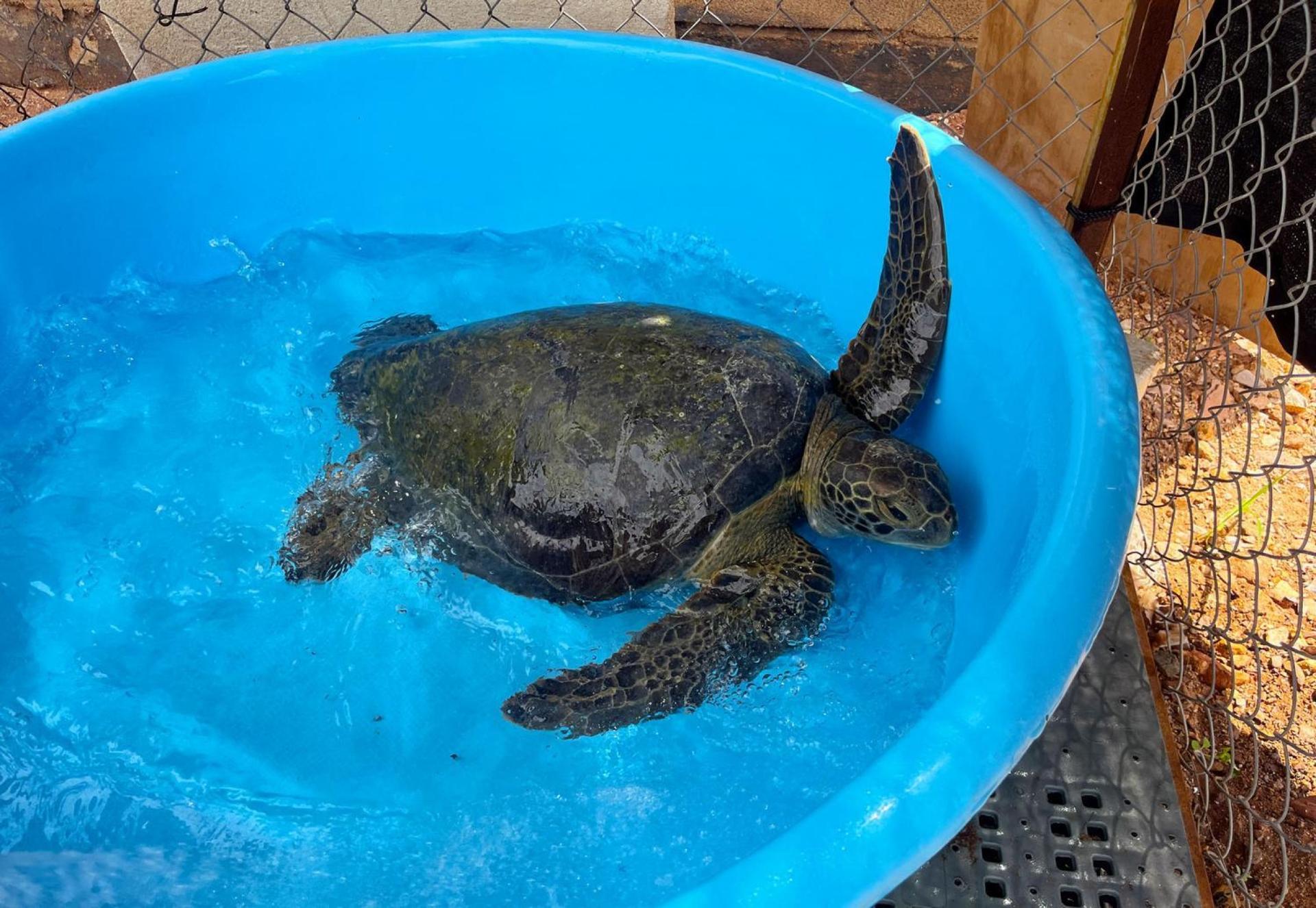 A young green sea turtle receives care from the CRRIFS team.