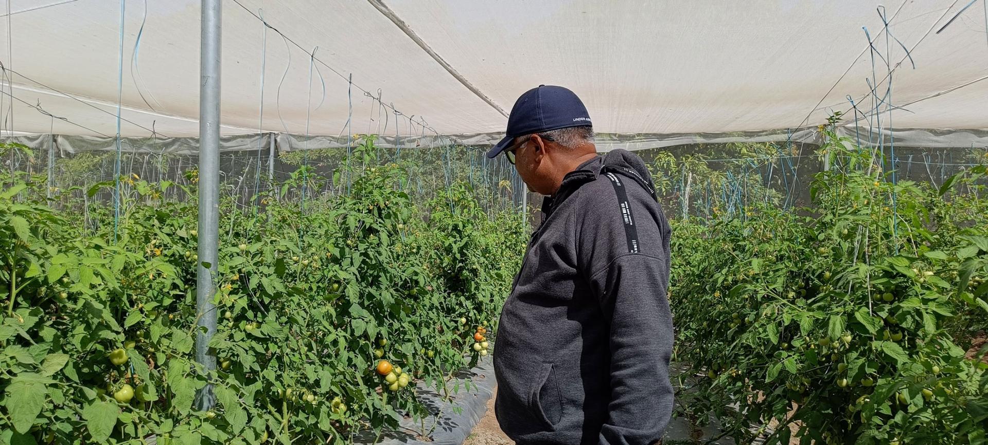 Syed Sajjad Ali inspects tomatoes planted inside a Kheyti greenhouse.