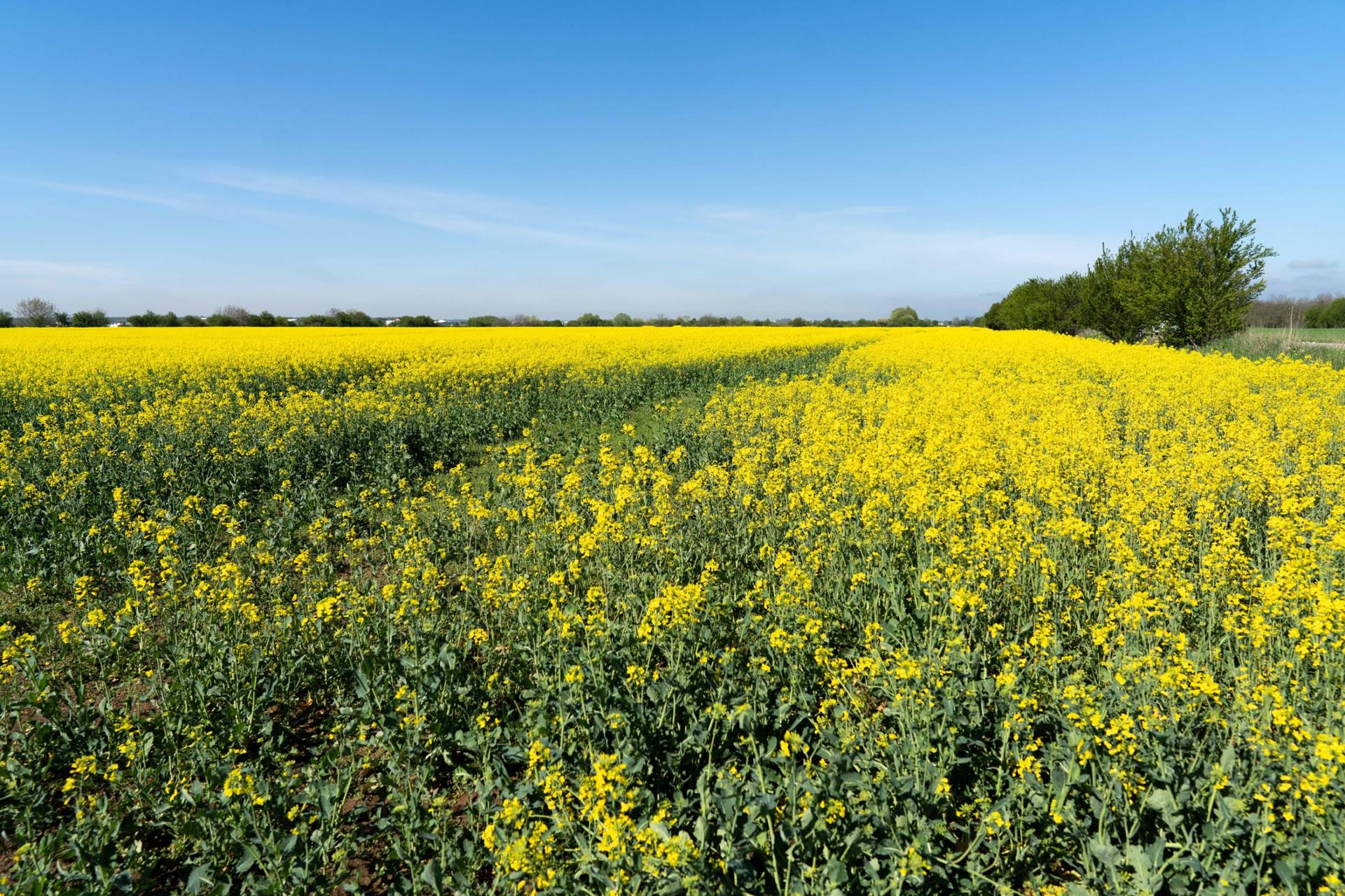 Last year, the oil factories that usually buy up rapeseed and sunflower said their stocks were already piled high.