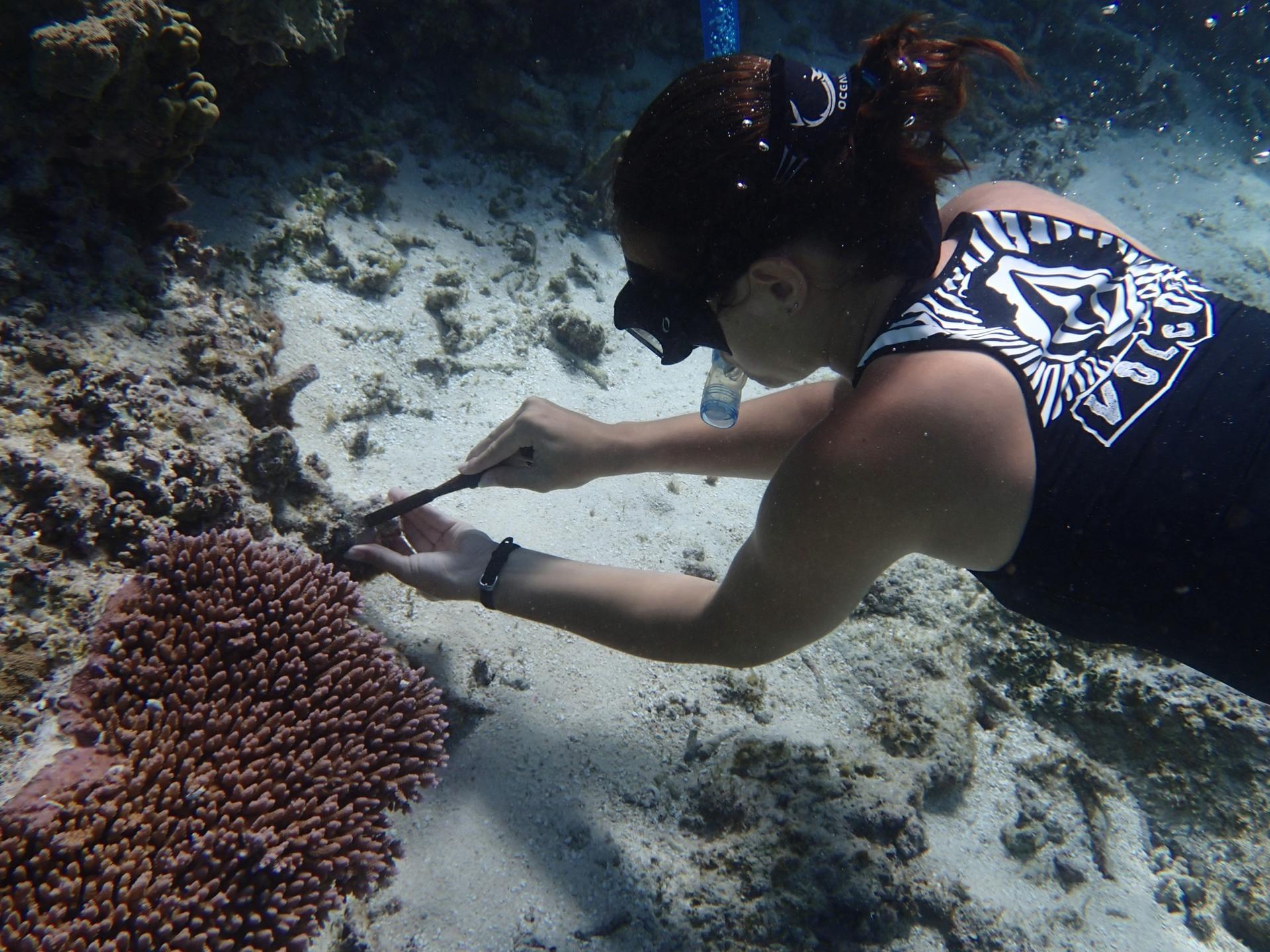 Rachael Bay sampling coral in American Samoa.