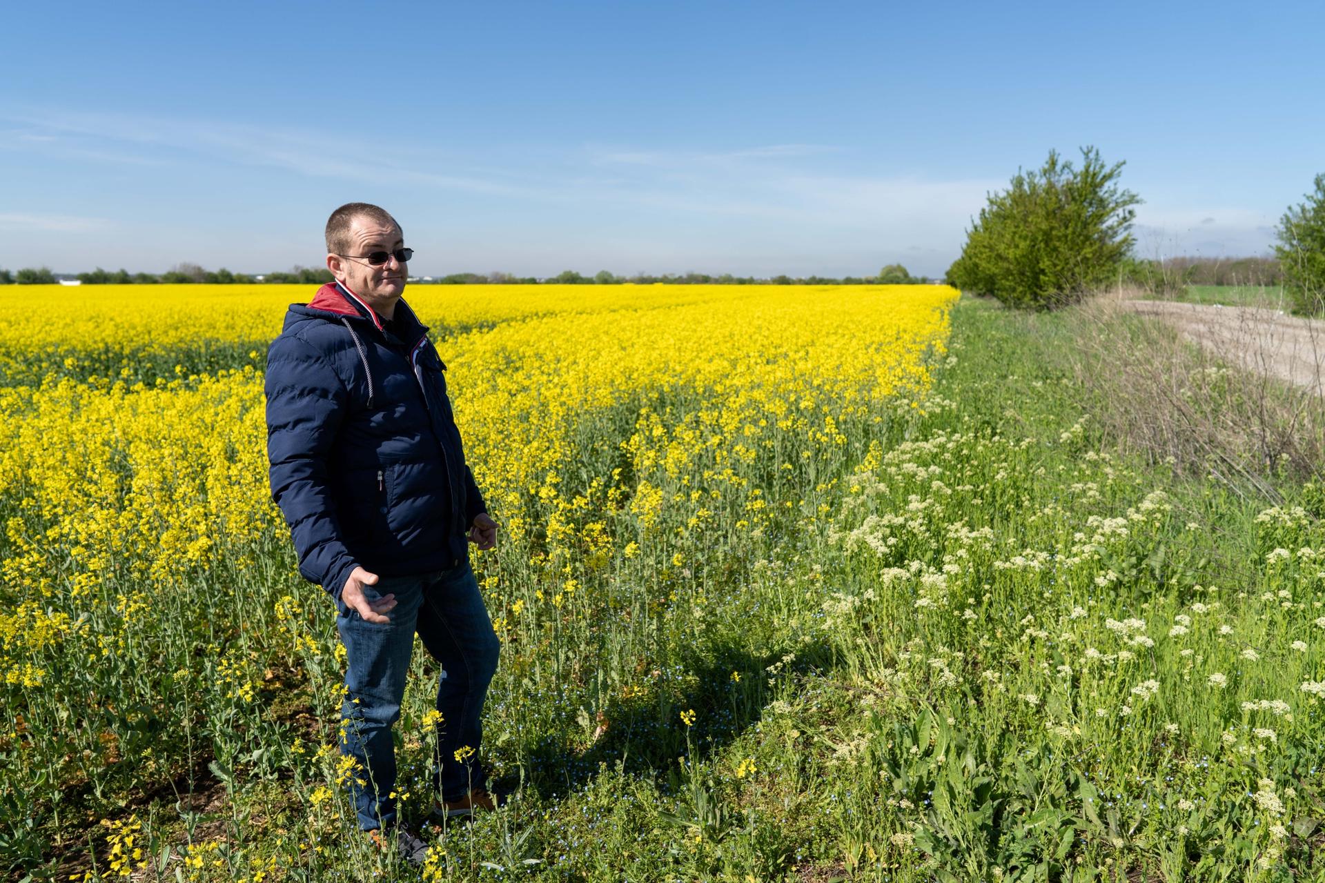 Romanian farmer Ionuț Spiță, 44, is hoping for a bumper harvest for his rapeseed crop this year.  