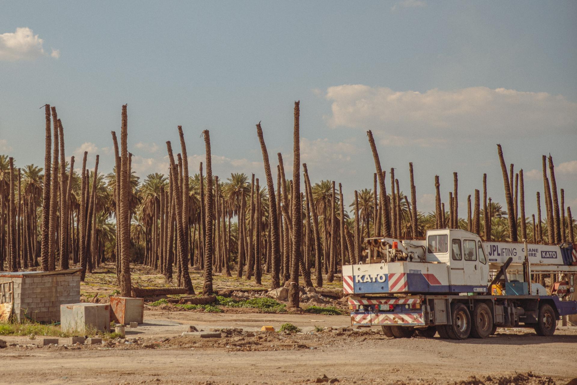 Iraq used to be among the top producers of dates in the world, but war, construction and the impact of climate change have taken a toll on the country's palm trees.