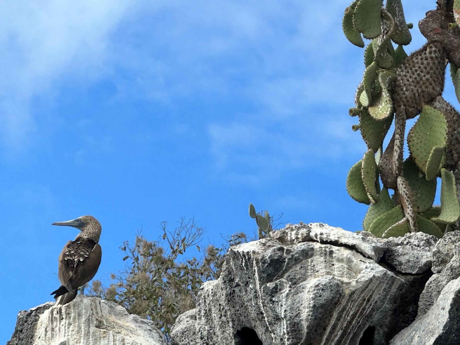 A blue-footed booby perches on a cliff on Santa Cruz Island in the Galapagos, part of an archipelago that is supports an rich diversity of animal and marine life, Galapagos islands, July 12, 2023