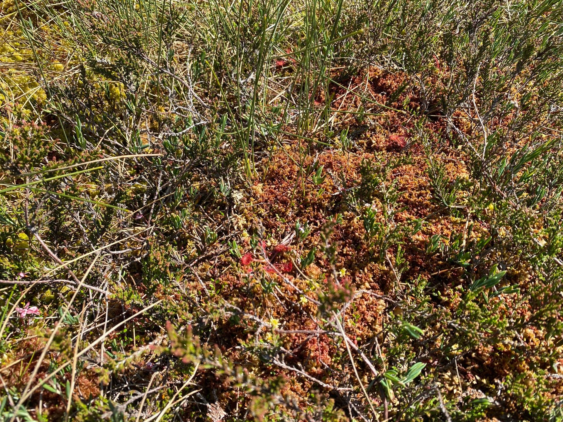 In the nutrient-poor ecosystem of a bog, plants have to get creative. This tiny red specialist plant is a carnivore, trapping and eating insects.