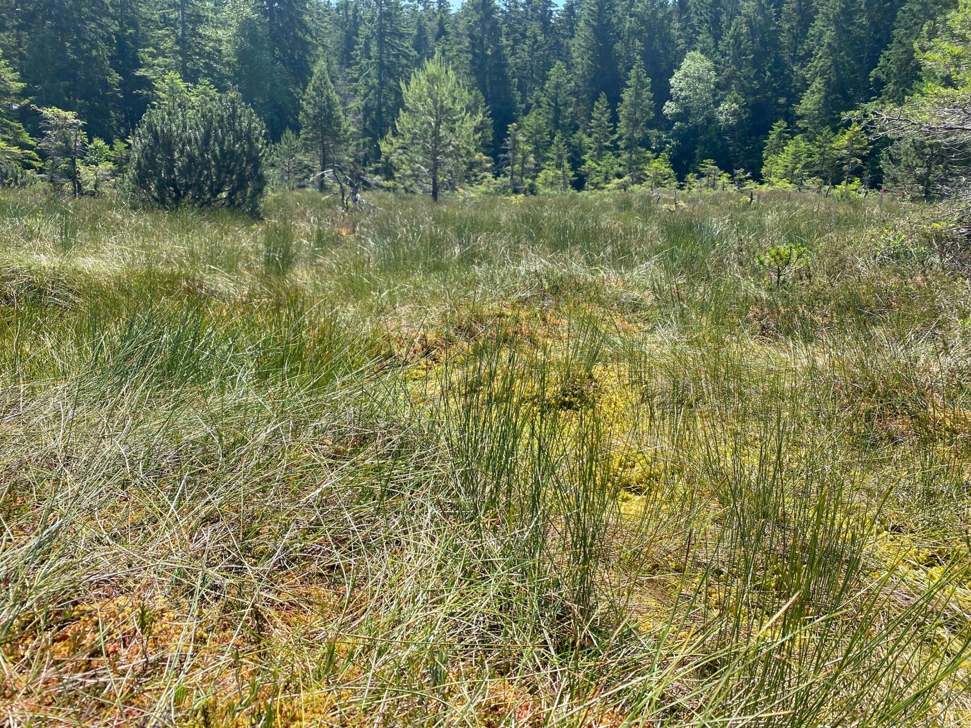 This bog in the Kohlhütte nature reserve has a low water level, and the dry conditions are contributing to a loss of species.