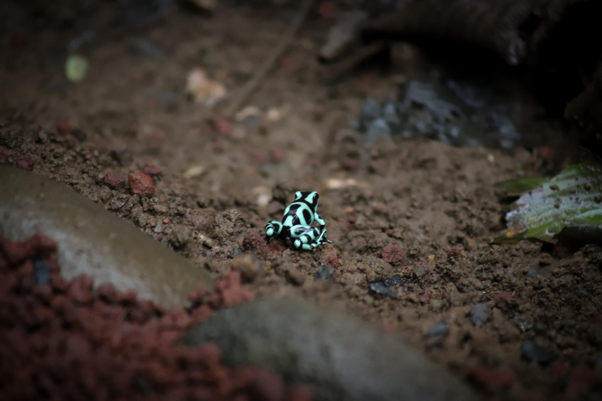 A poison dart frog in Costa Rica.