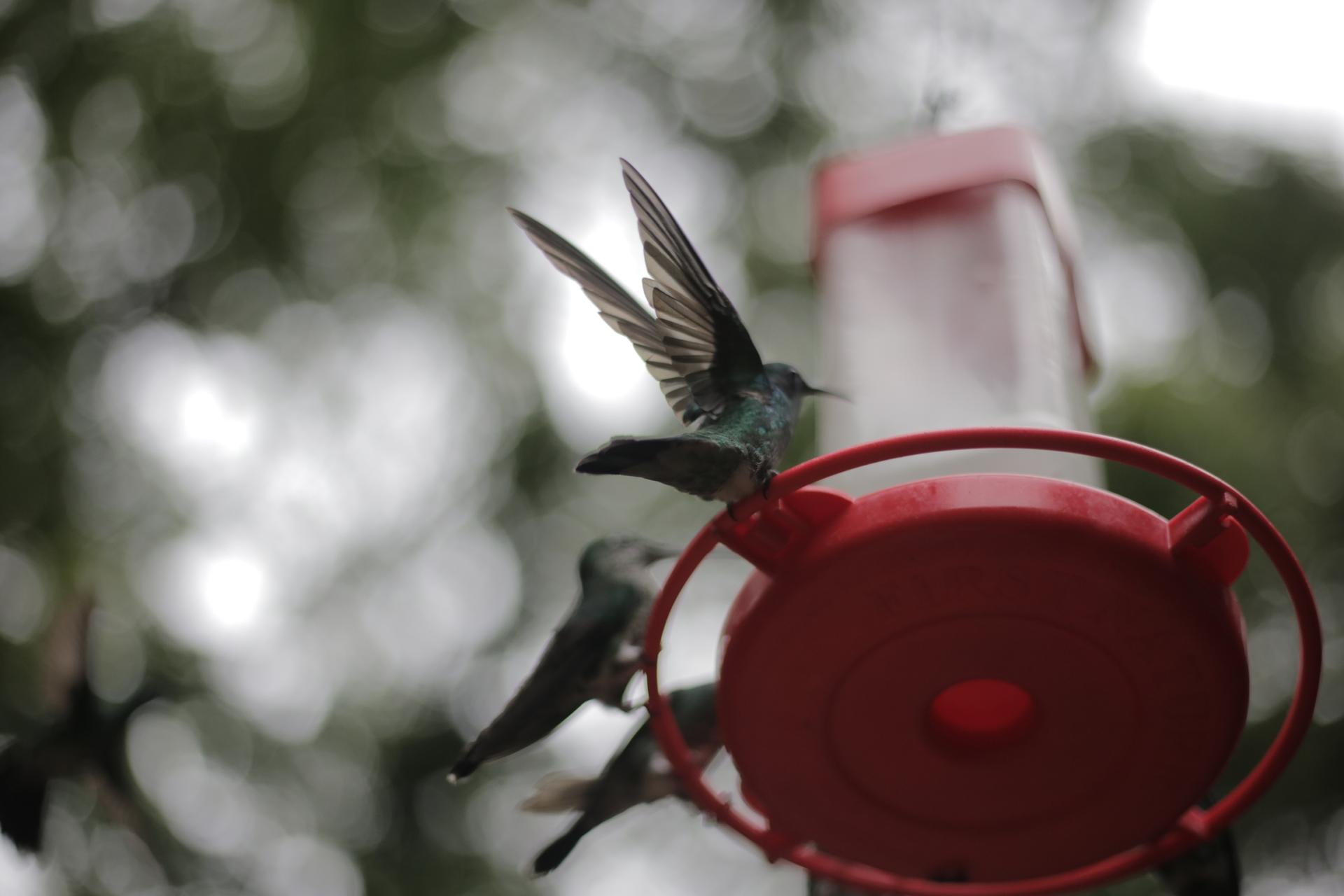 Hummingbirds at Costa Rica’s Monteverde Cloud Forest Biological Preserve.