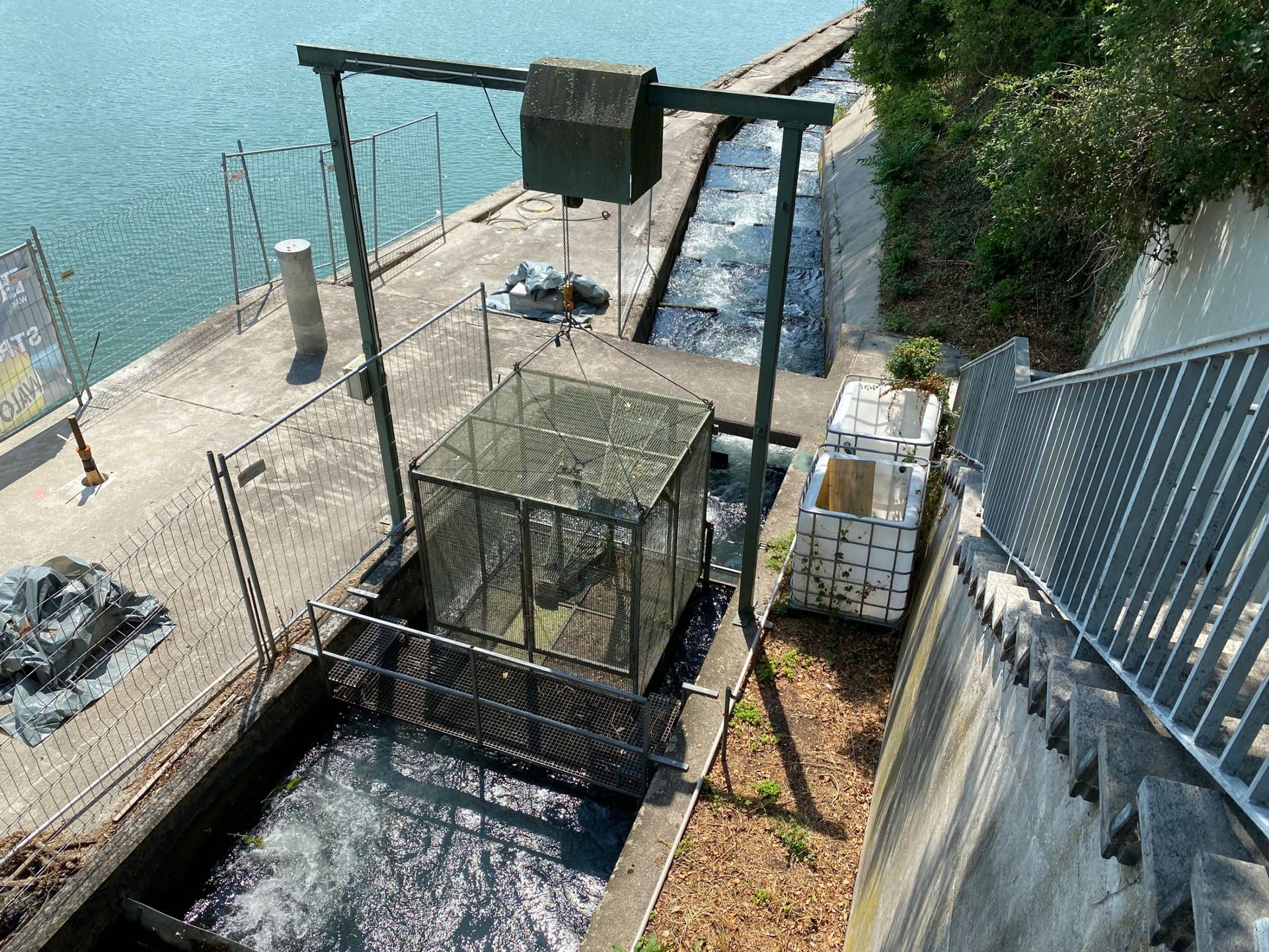 When fish pass through this ladder, they can be lifted in the cage for research purposes.