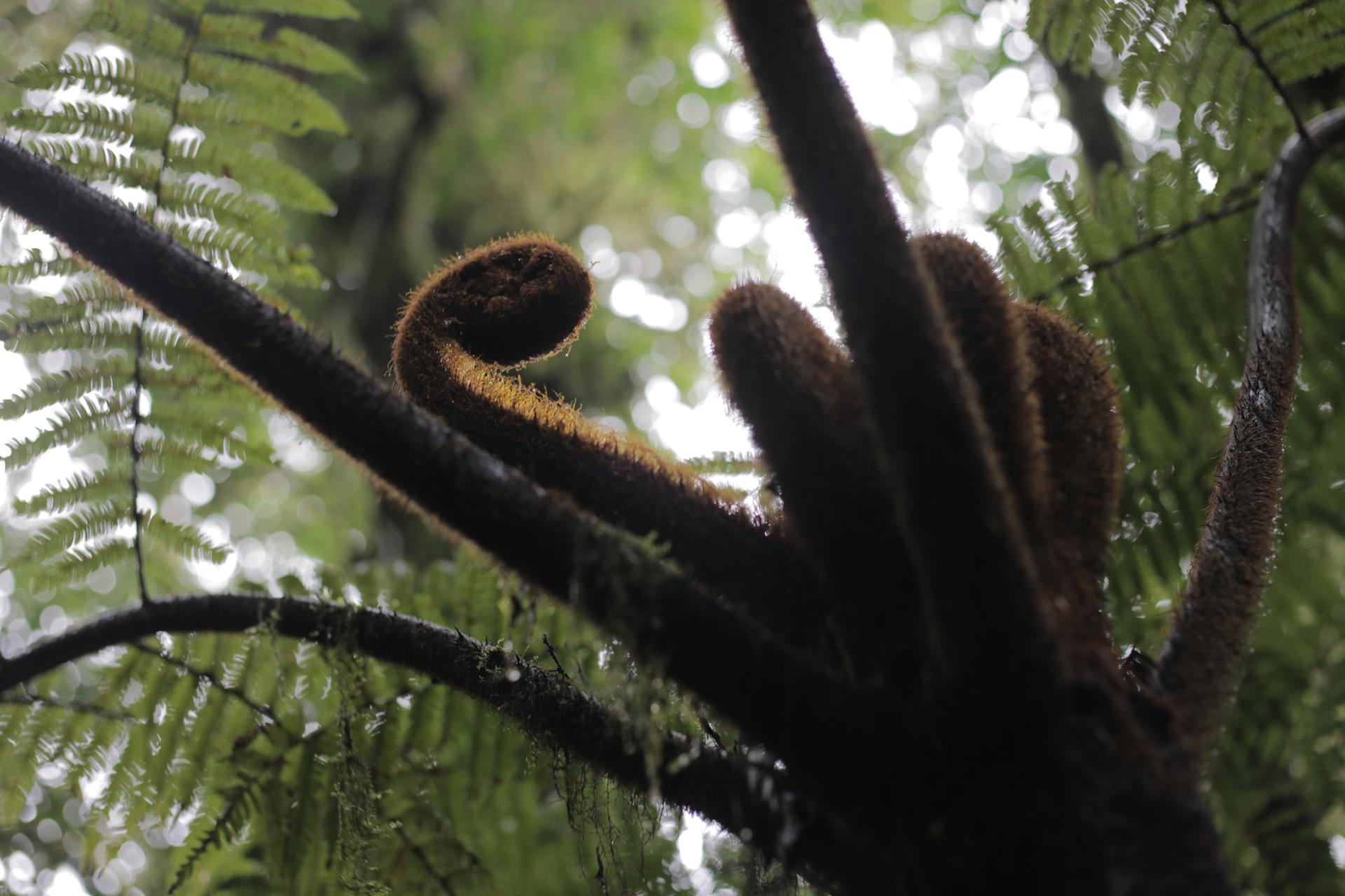 Costa Rica’s Monteverde Cloud Forest Biological Preserve is home to species that thrive in a unique ecosystem which is nearly permanently in the clouds.