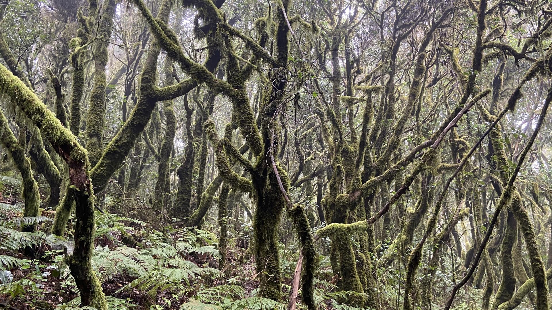 The Laurel Forest hasn't changed much since the Tertiary period some 66 million years ago.