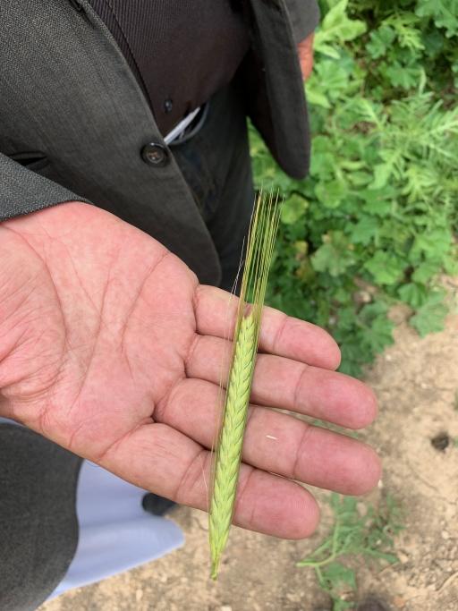 A person holds a green stalk of wheat in his hand. 