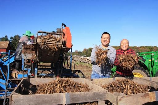 Will Hsu, left, harvests ginseng with his father Paul on their farm in Marathon County, Wisconsin. 