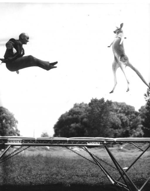 One of George Nissen’s publicity stunts — jumping on a trampoline with a kangaroo.