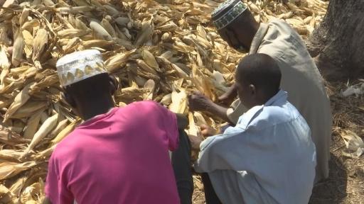 Farmers in Kpinchilla dehusk corn from low harvest. Farming is the mainstay in Kpinchilla, a small village in northern Ghana.   . 