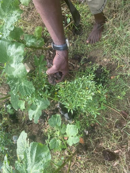 Many Ghanaian farmers have now resorted to the use of cow dung as fertilizer to cope with the shortage. 