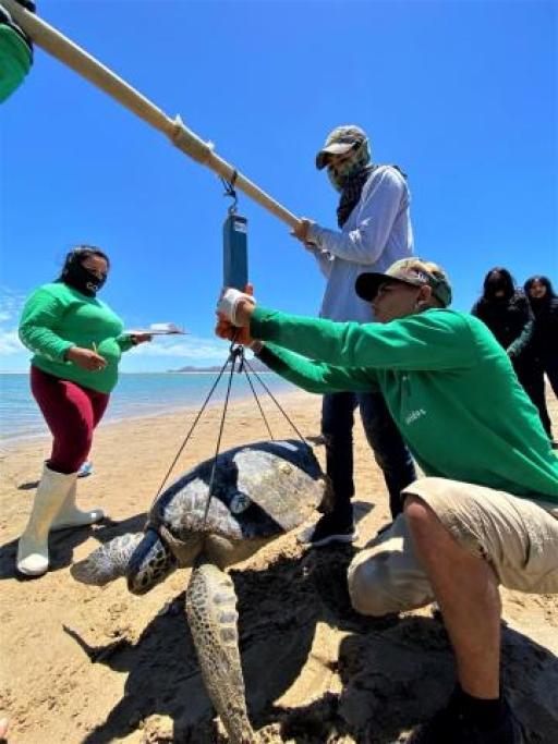 Volunteers weigh each sea turtle before it's released.