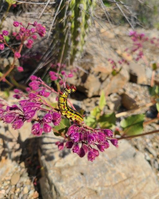 A caterpillar moves along flowers in the Atacama Desert, Chile.