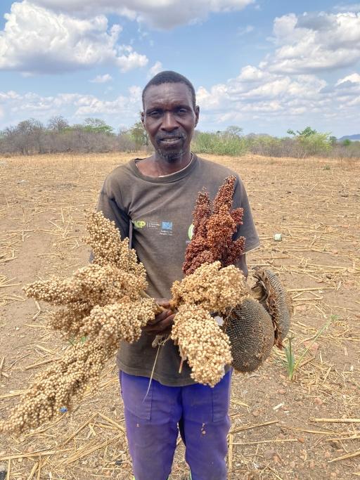 Farmer Gilbert Butau holds some red and white sorghum and sunflower, which also grows well in drier regions.