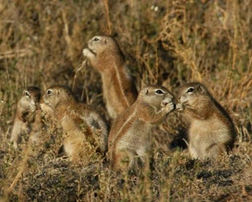 Cape ground squirrels in South Africa are adjusting to climate change. Their average foot length has increased by 9% in just 18 years.