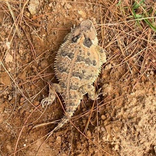 The ability of the montane horned lizard to perform a task, such as sprinting or digestion, is optimized over a relatively narrow range of temperatures.