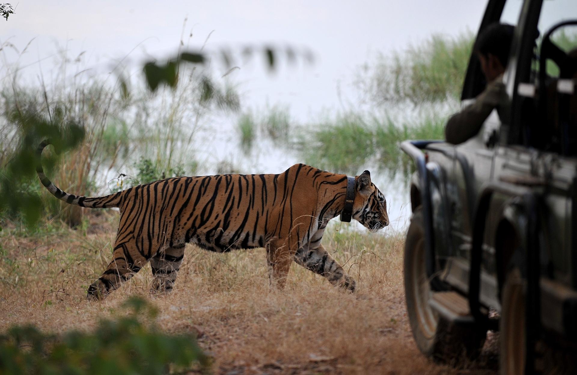 Тигр людоед. Чампаватская тигрица людоед. Тигр в Индии. Тигр индийскийлюдаеды. Тигр за решеткой.