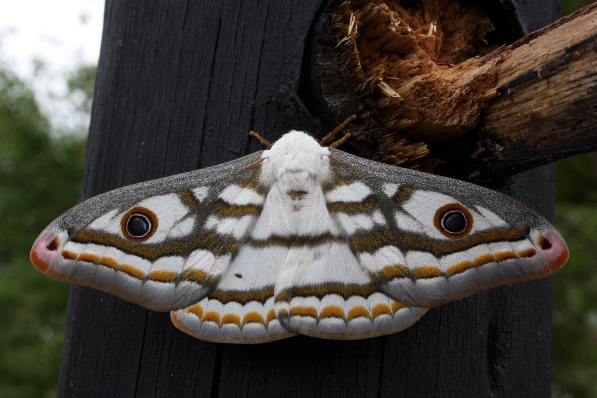 A Marbled emperor moth