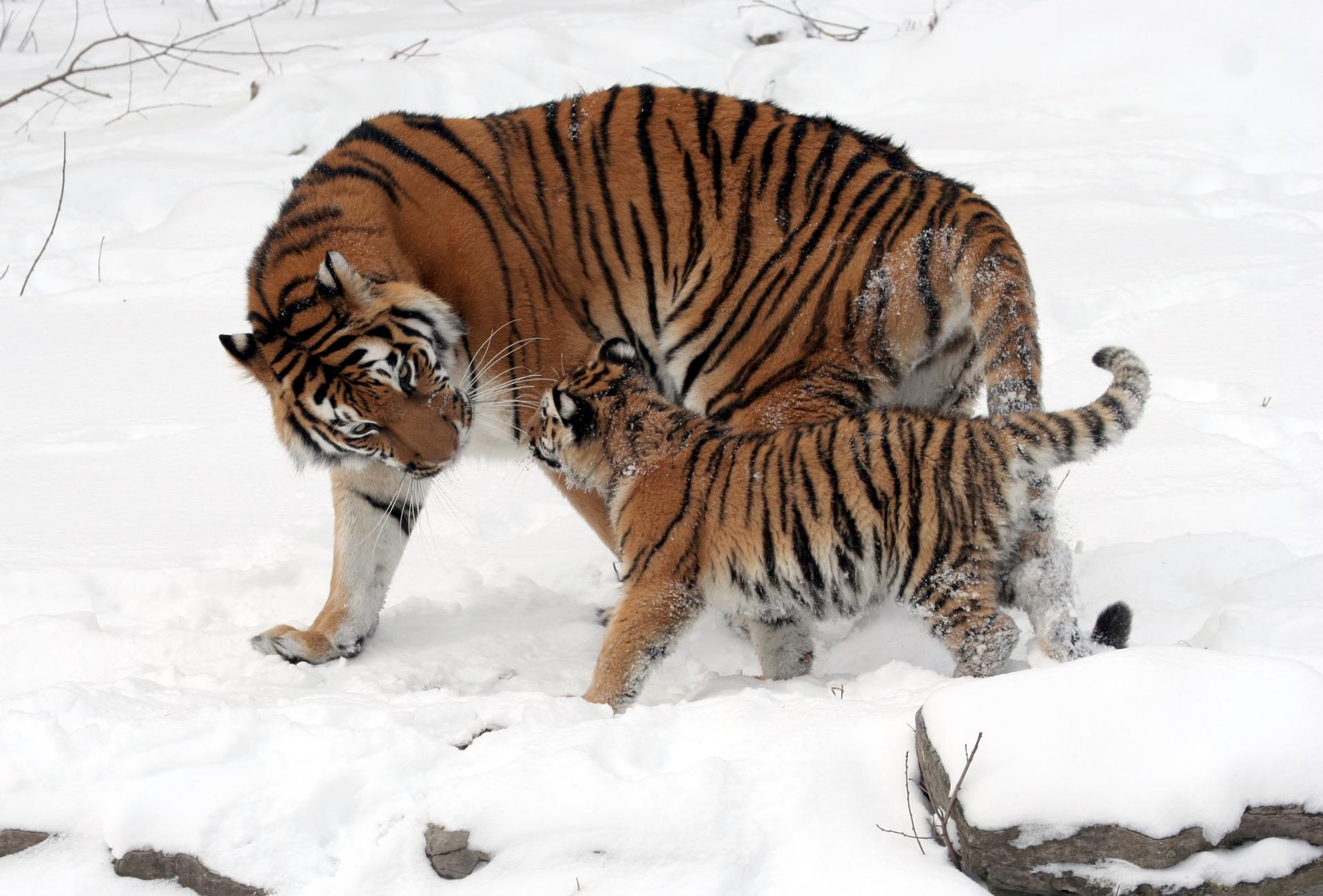 A Siberian tiger cub and its mother.