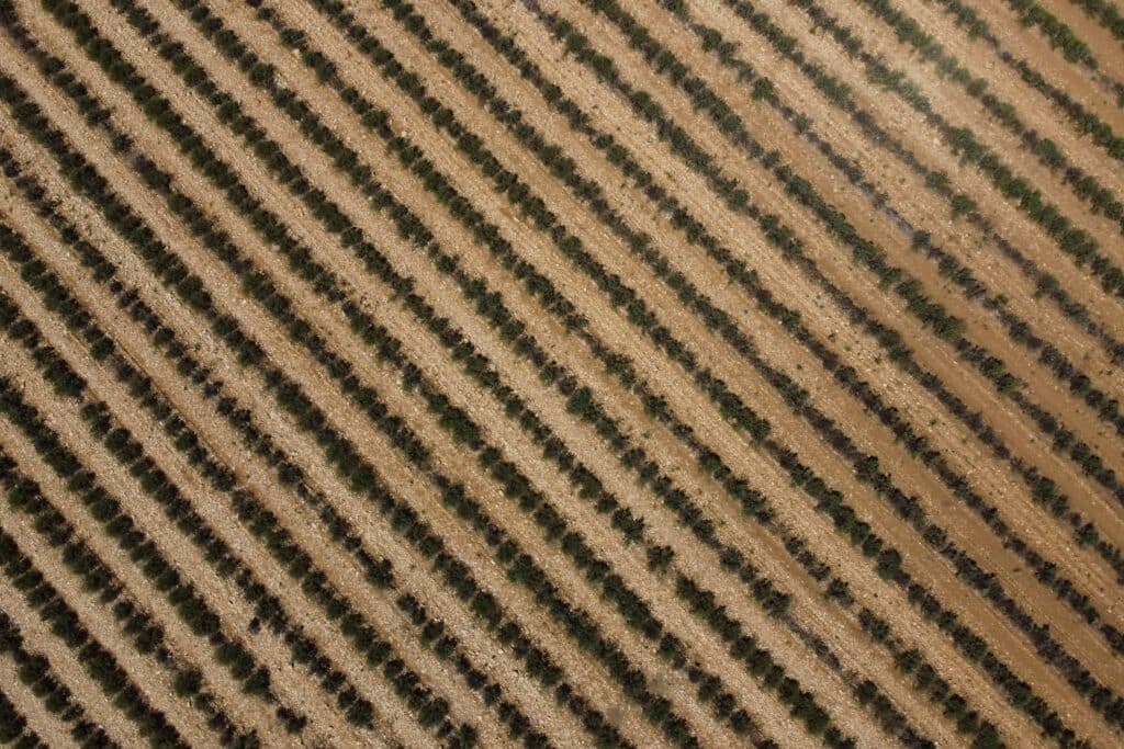 Dry lavender fields are pictured outside of Sainte-Croix-du-Verdon, southern France, Tuesday, Aug. 9, 2022. France was in the midst of its fourth heat wave of the year as the country faced what the government warned is its worst drought on record.